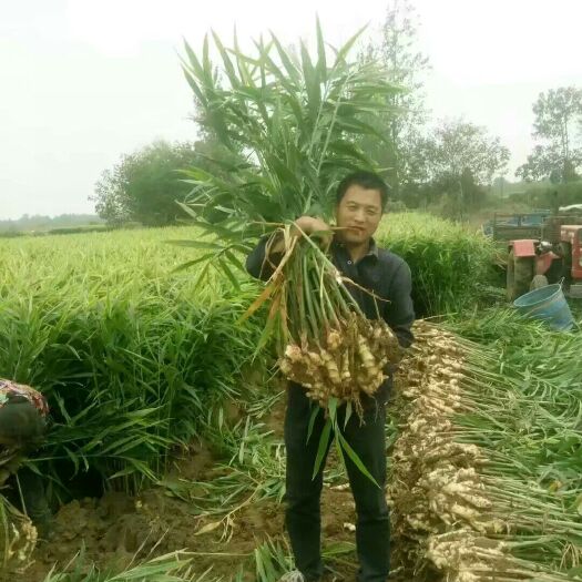 安丘市菜姜 专治姜瘟兰脖子