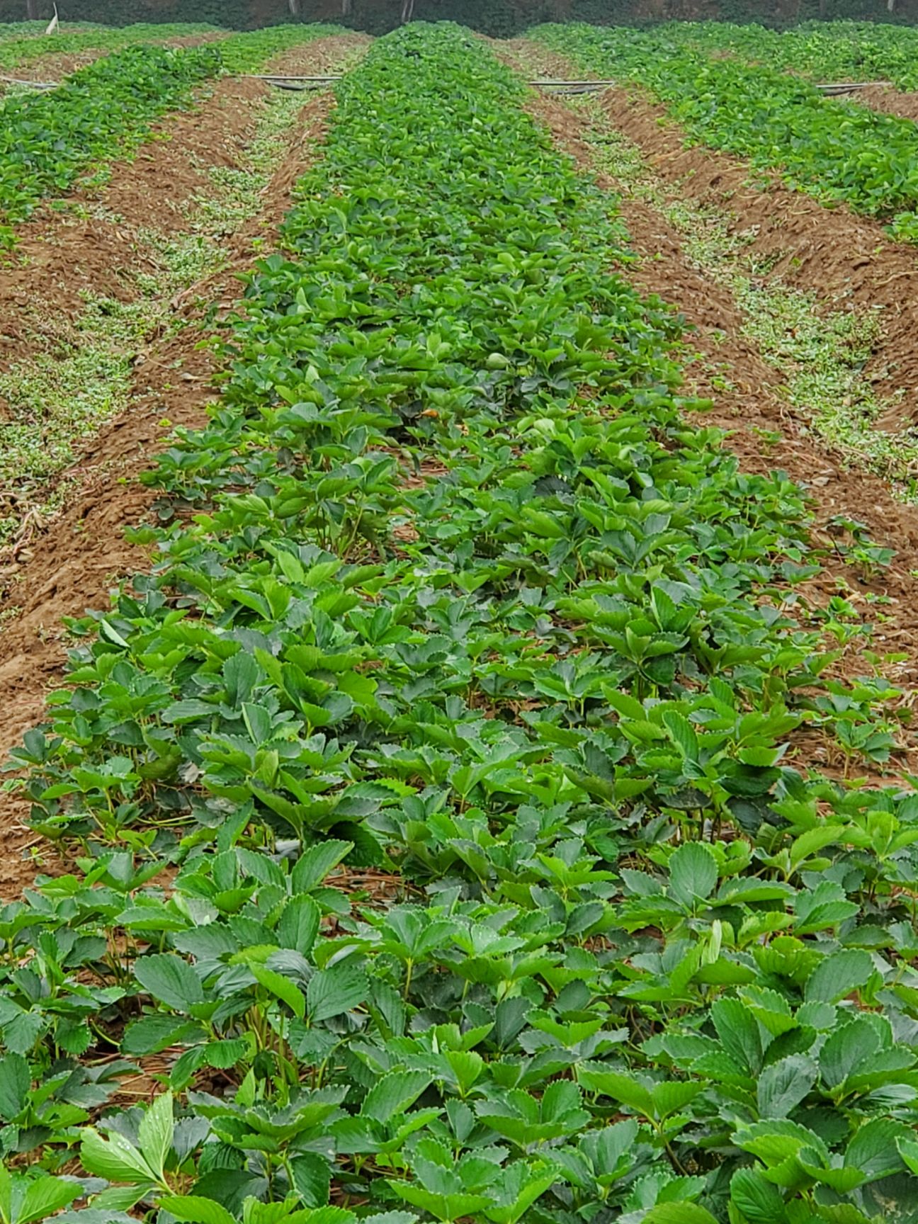 沂南县脱毒草莓苗 10~20公分 地栽苗