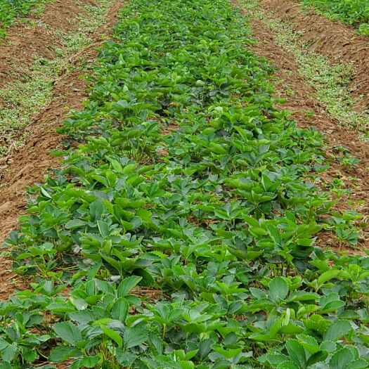 沂南县脱毒草莓苗 10~20公分 地栽苗
