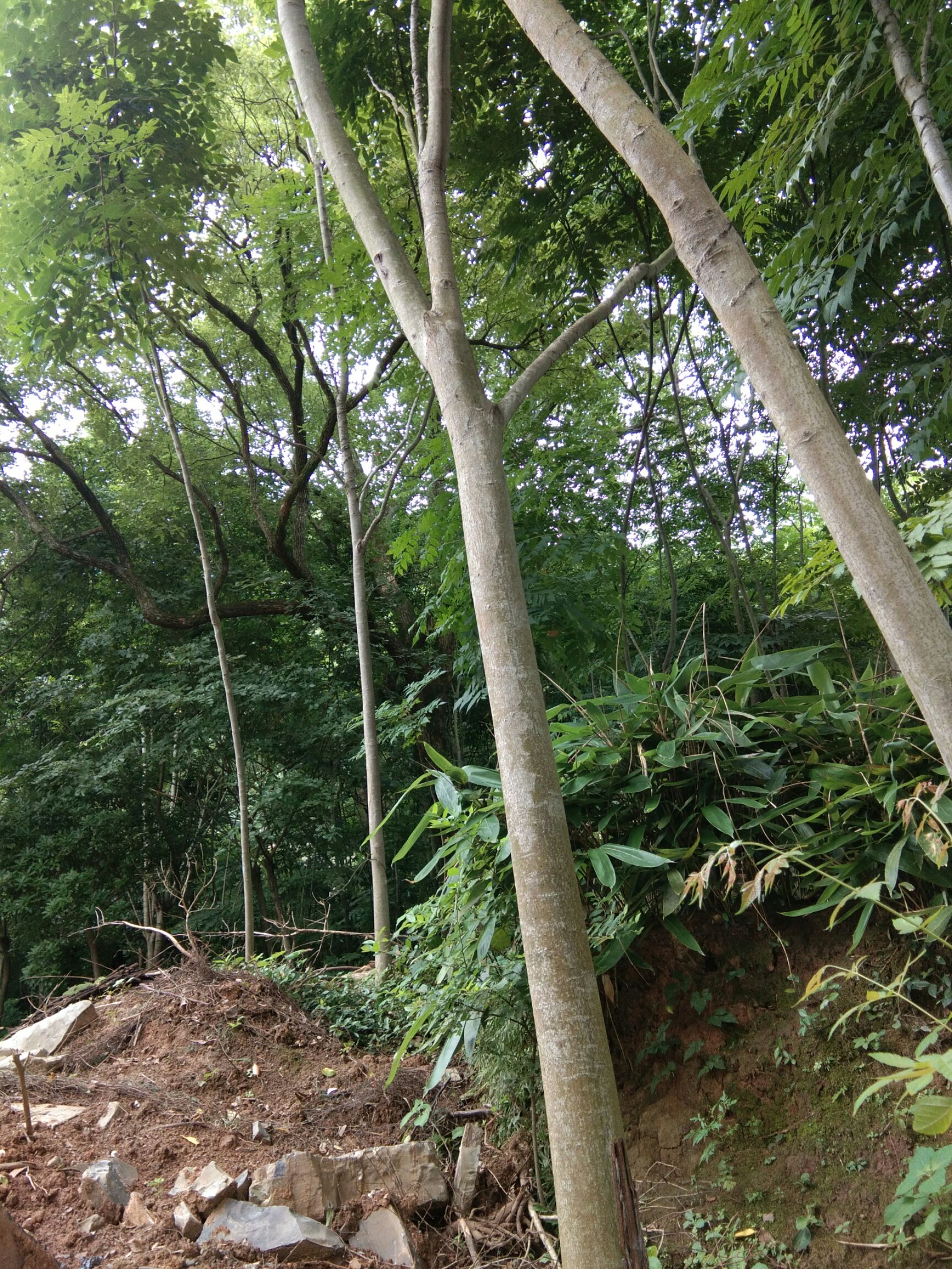  正宗黄山栾树苗出销，从1公分到20公分的都有，欢迎订购