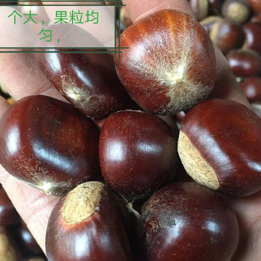 平邑县燕山早丰板栗苗 大红袍板栗苗，嫁接苗保纯度，当年结果