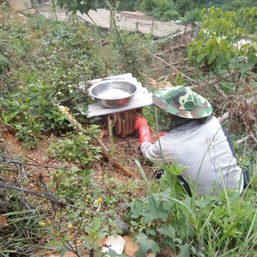 砚山县土蜂蜜 良心糖放心糖