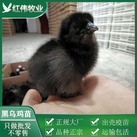 广州乌黑鸡苗 品种正宗 包打疫苗 死亡包赔