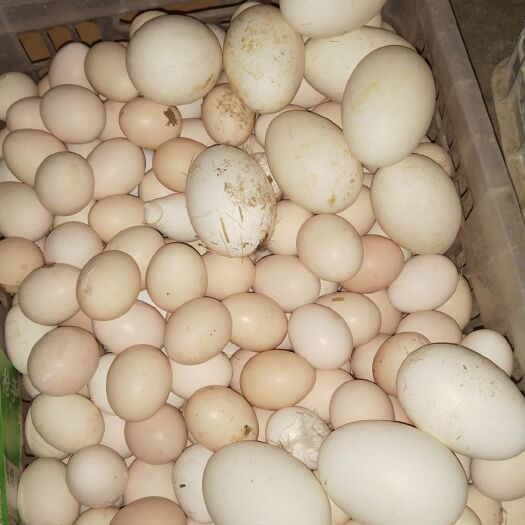 濮阳县初生蛋 食用 礼盒装