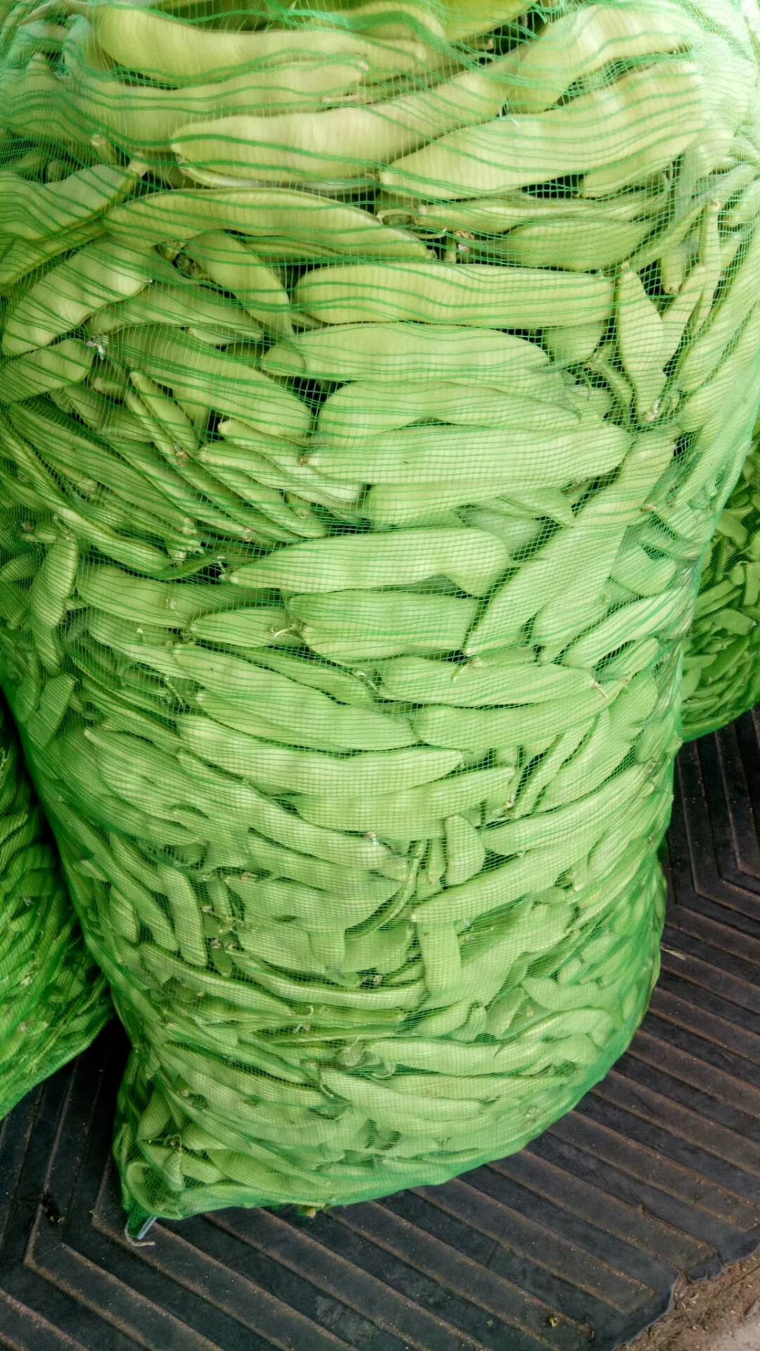 吉林东北油豆角上市中质量好量大欢迎采购