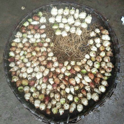 芦山县山慈菇 品质保证，货优价廉