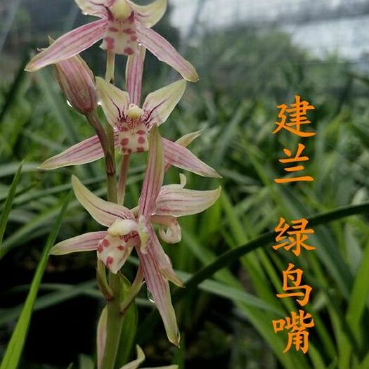 南靖县 兰花苗建兰四季兰（绿鸟嘴）室内植物绿植盆栽花卉新手易种养