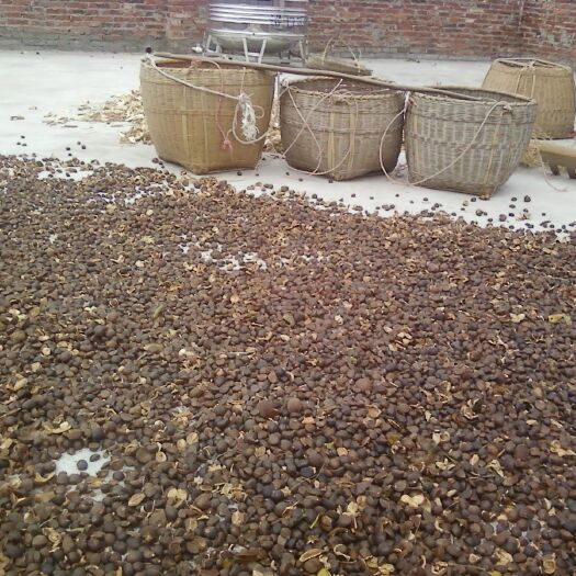 邵阳县压榨山茶油 小籽土茶油
