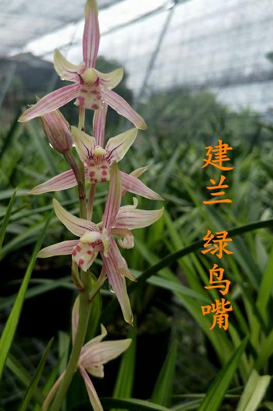  兰花苗建兰四季兰（绿鸟嘴）室内植物绿植盆栽花卉新手易种养