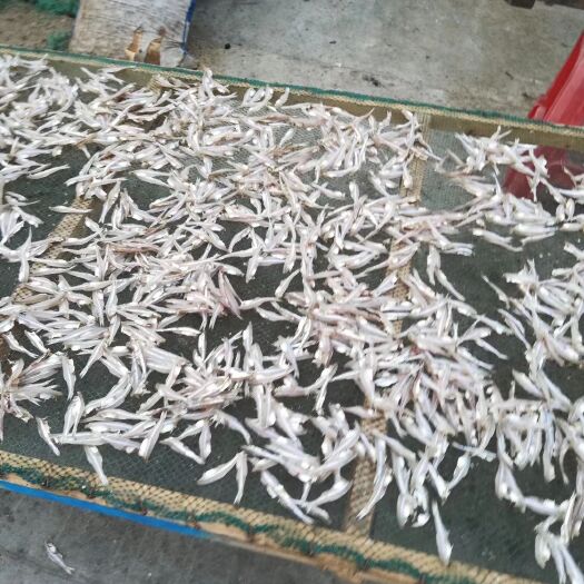 海口 银鱼干