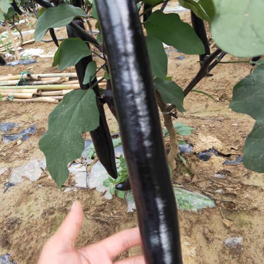 泗洪县紫龙三号 30~40cm 长茄