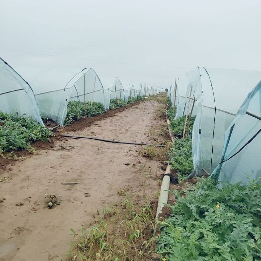 宝鸡美都西瓜 8斤打底 9成熟 1茬 无籽