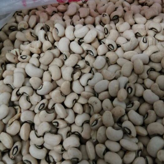北票市赤小豆 小豆