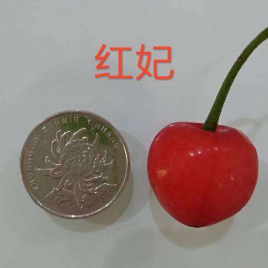 栖霞市 红妃玛瑙红樱桃苗