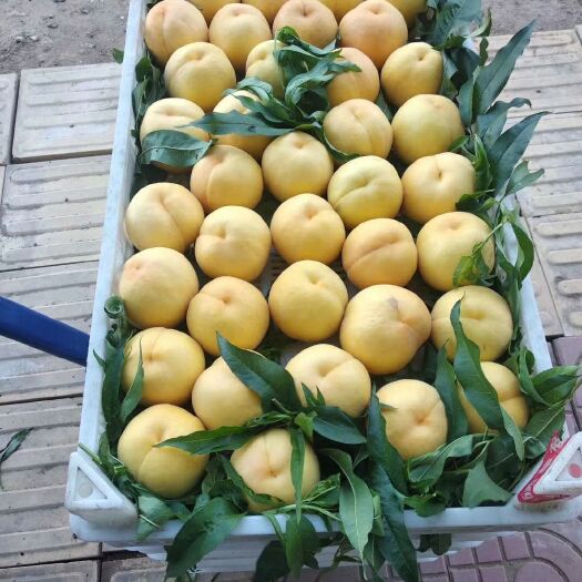 潍坊黄金蜜1号 黄金蜜一号