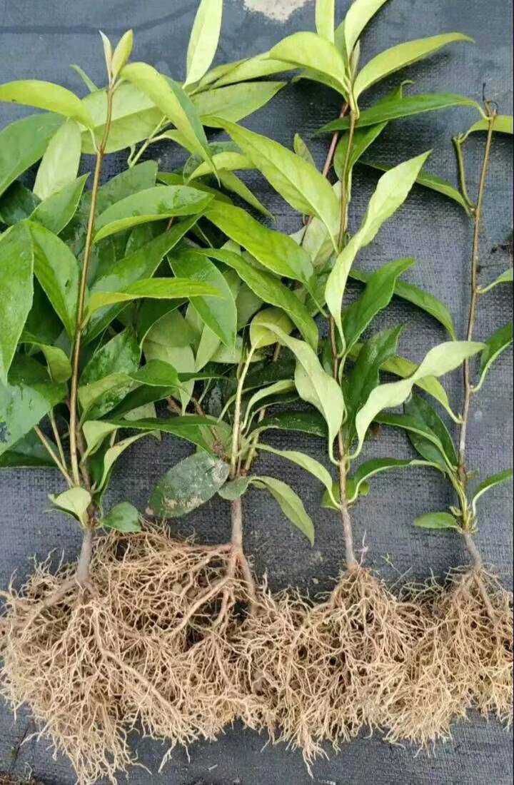  黑老虎苗 当年可结果 带营养杯带土带叶发货