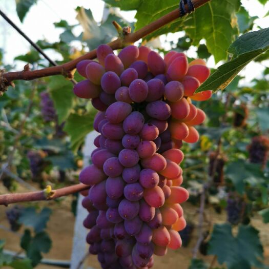 辽阳茉莉香葡萄 1.5- 2斤 5%以下 1次果