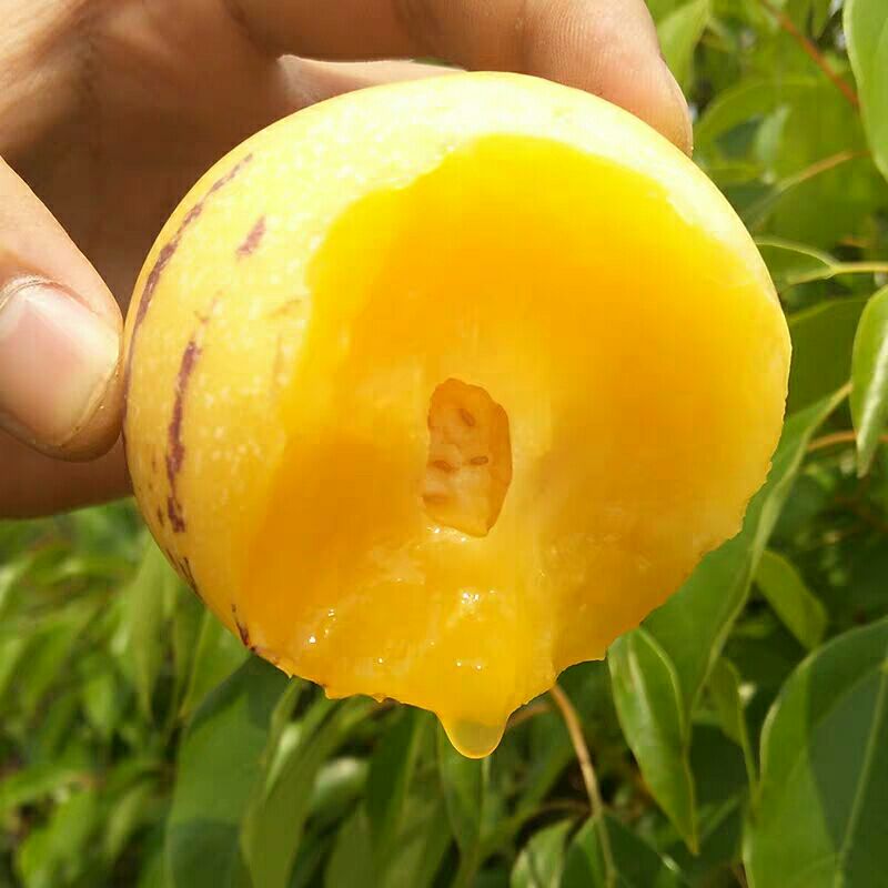 云南人参果石林人参果5斤包邮10斤大果圆果云南水果一件代发