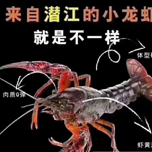 潜江市 潜江小龙虾