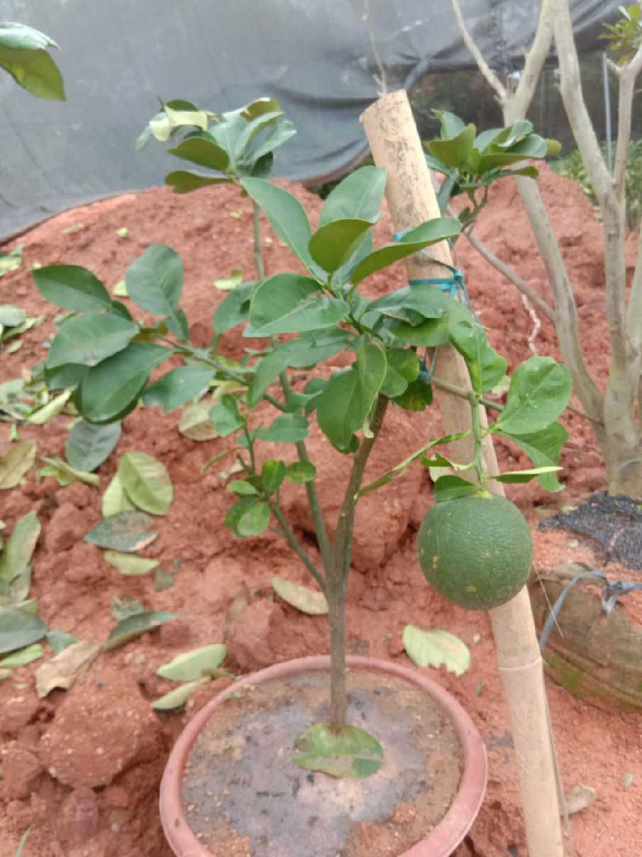 泰国青柚苗  泰国青皮柚苗 泰国红宝石柚苗 正品嫁接苗 假一赔百