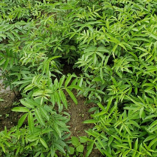 西昌市九叶青花椒 三级 鲜花椒
