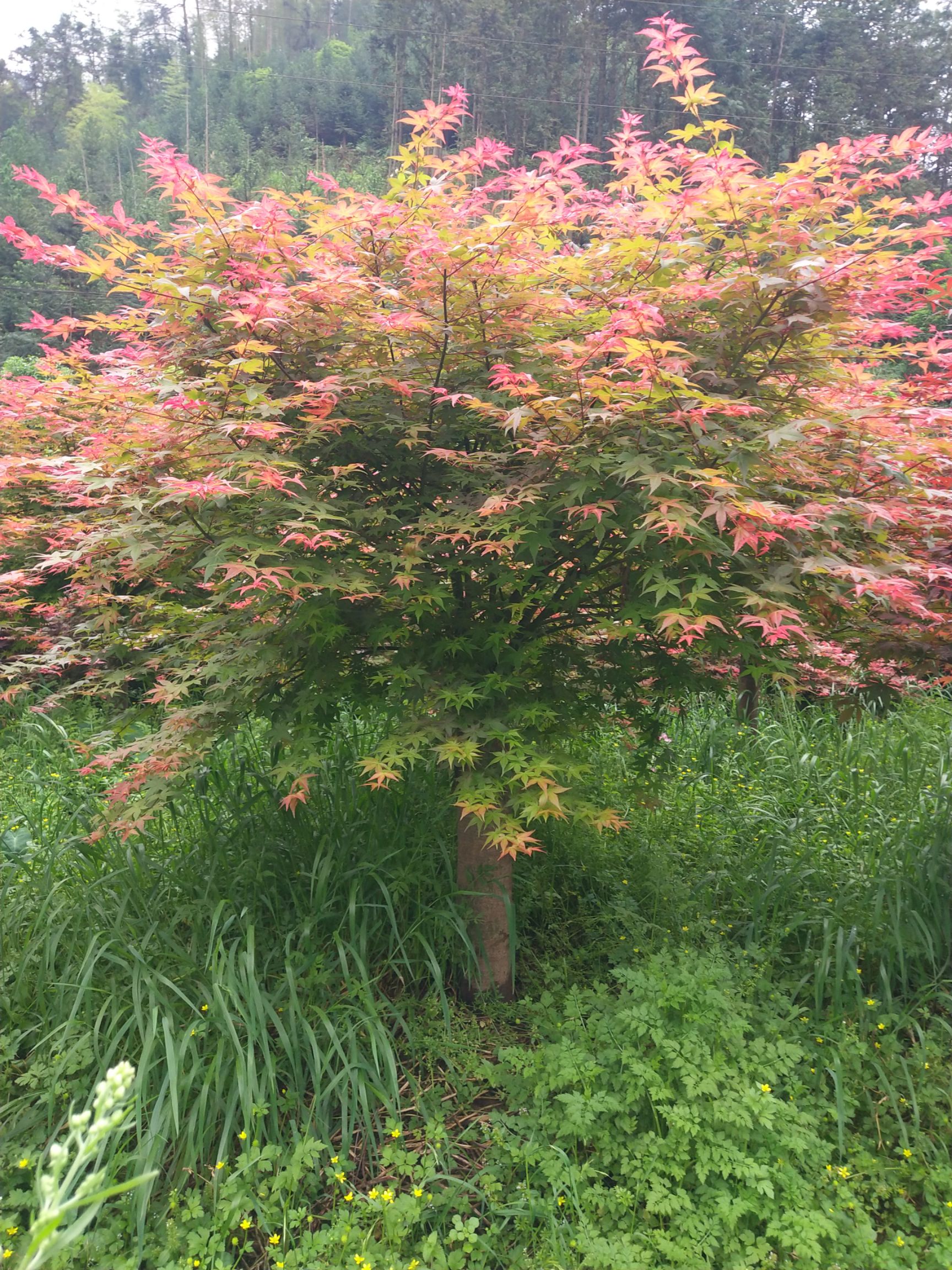  日本红枫米量5公分120元