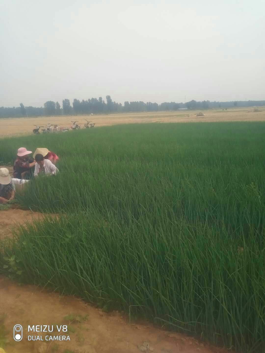  四季小葱，无干叶，常年有货，负责上车