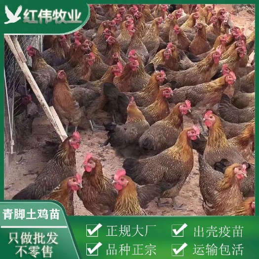 广州青脚土鸡苗 包打疫苗 运输包活 成活率高