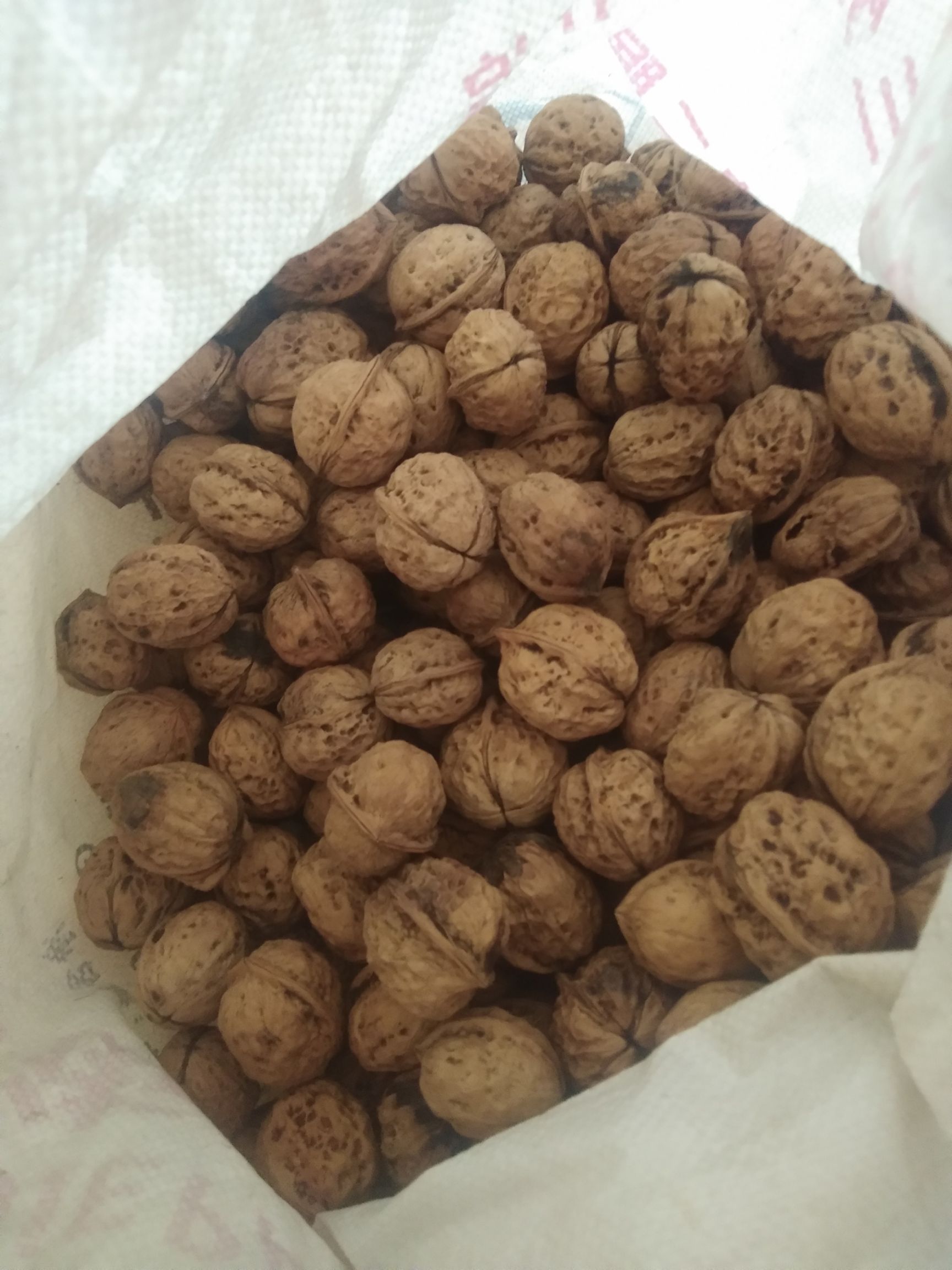  老家1000亩新鲜核桃马上可以吃了。