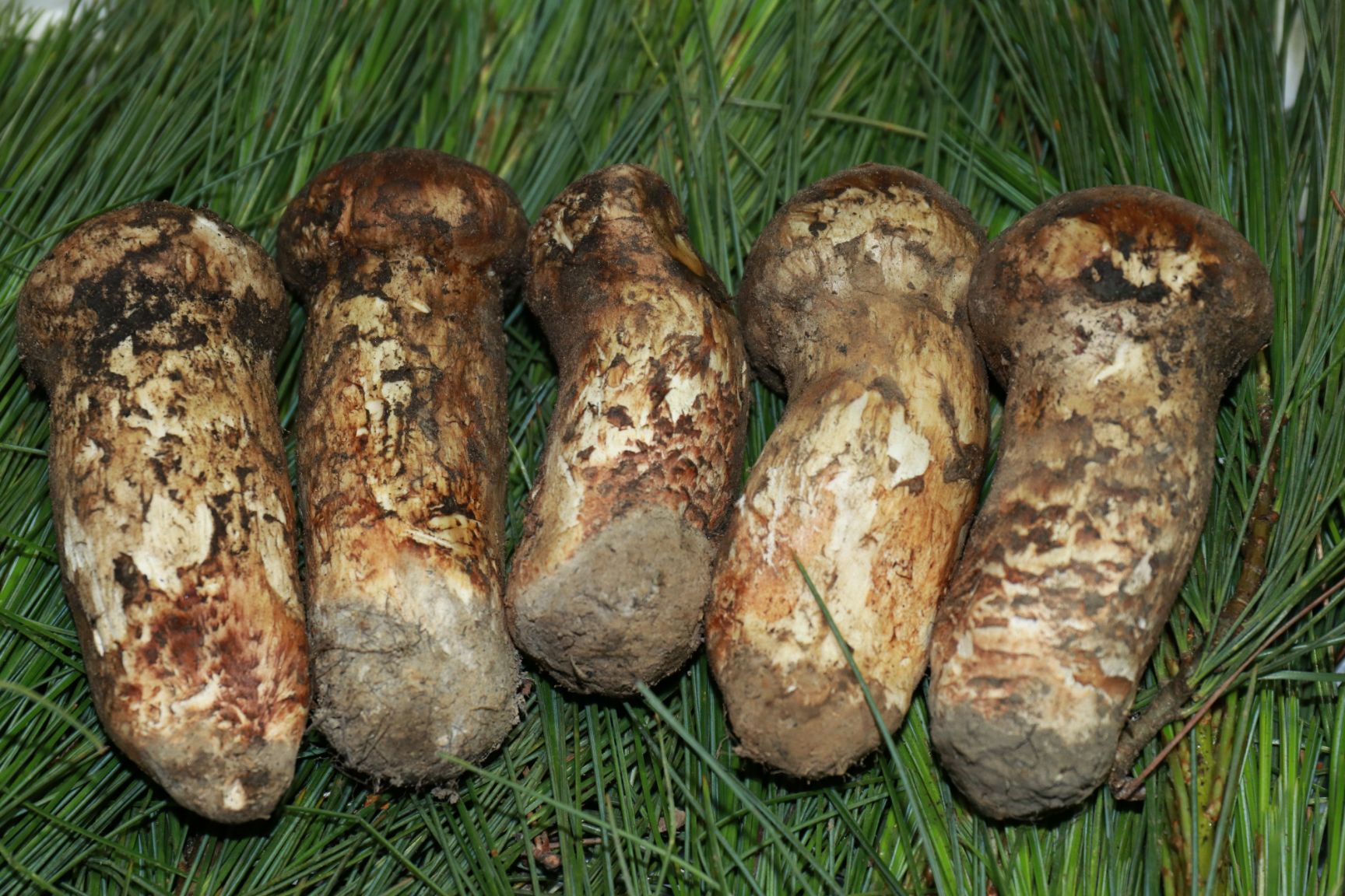  香格里拉新鲜松茸西藏松茸5cm 以上