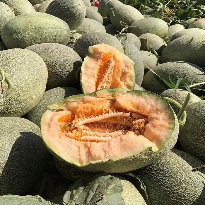 红心脆哈密瓜  西洲蜜哈密瓜带箱！新鲜上市的头茬瓜，果肉厚实，包邮