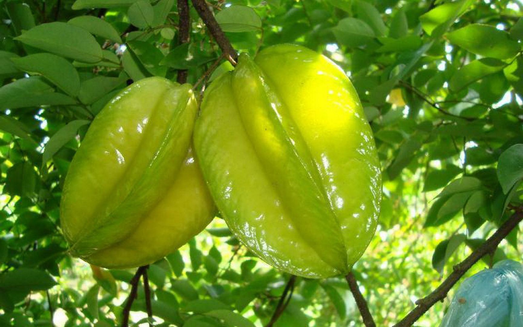 甜杨桃树 像星星一样，诱人的外表，看着就安逸