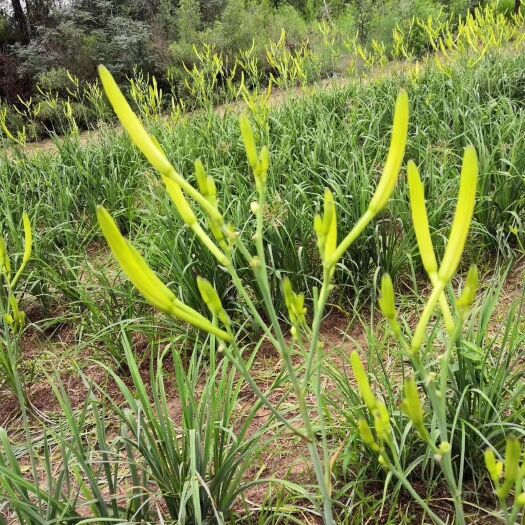 渭南 针金菜俗称黄花菜