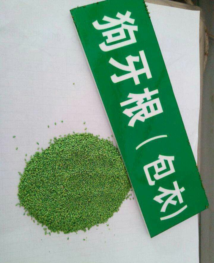  狗牙根种子，护坡草籽，有需要的老板，惠农网留言