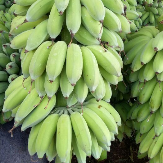 湛江小米蕉 粉蕉