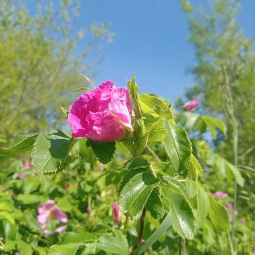 大兴安岭 大兴安岭玫瑰花茶，清香润柔，。