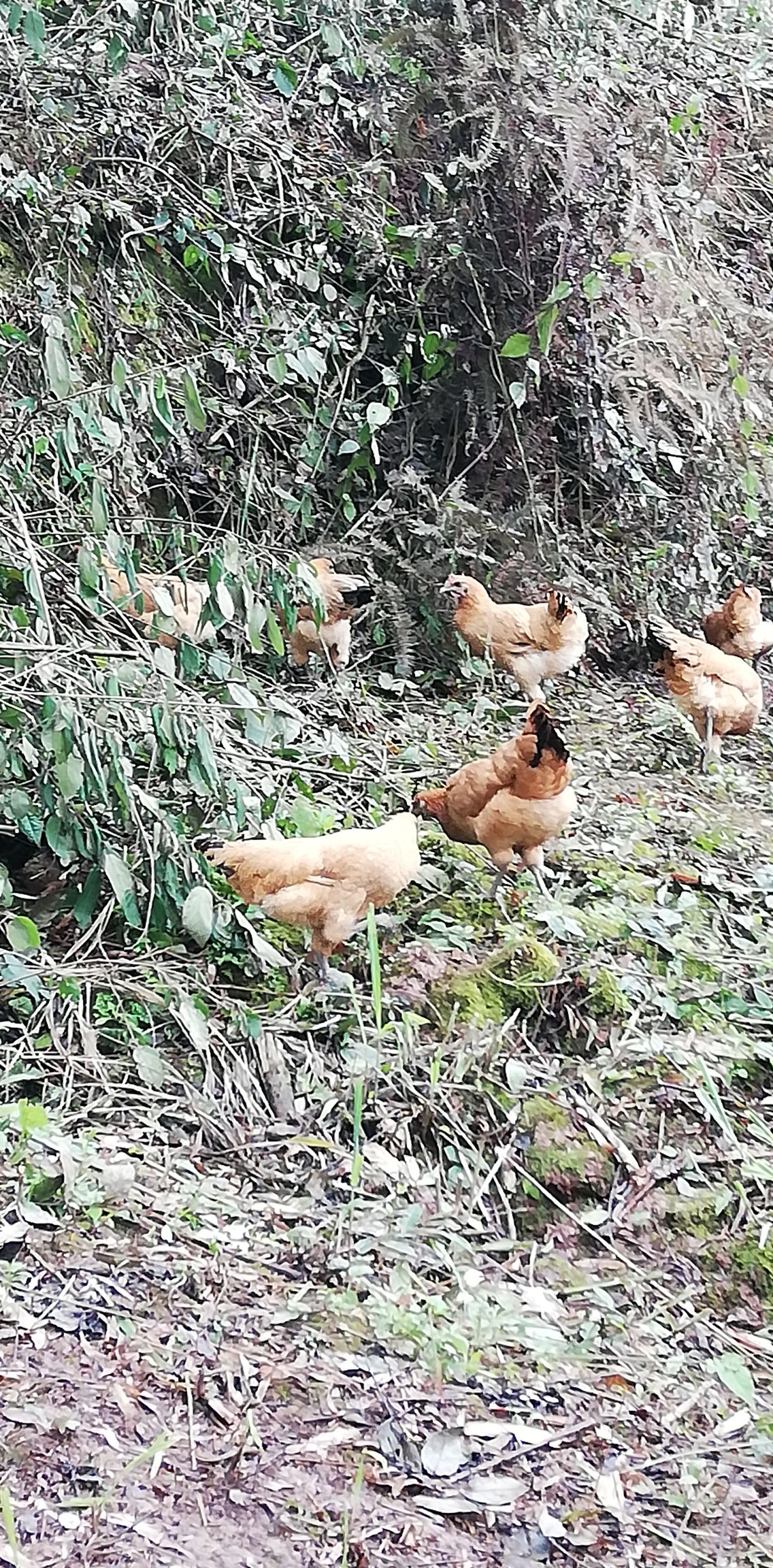  散养土鸡（假一赔十）