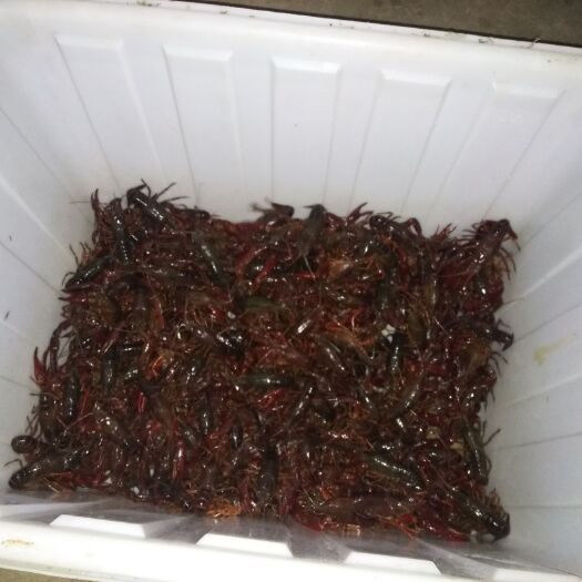 松滋市 湖北松滋稻田套养小龙虾