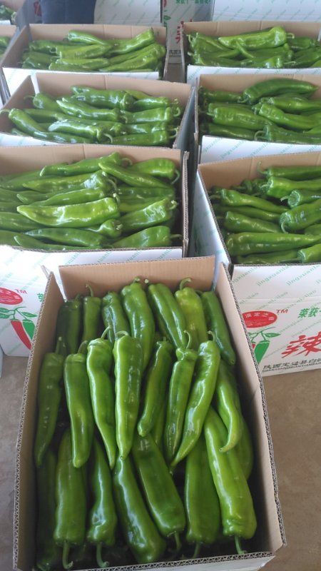  辣椒大量上市！