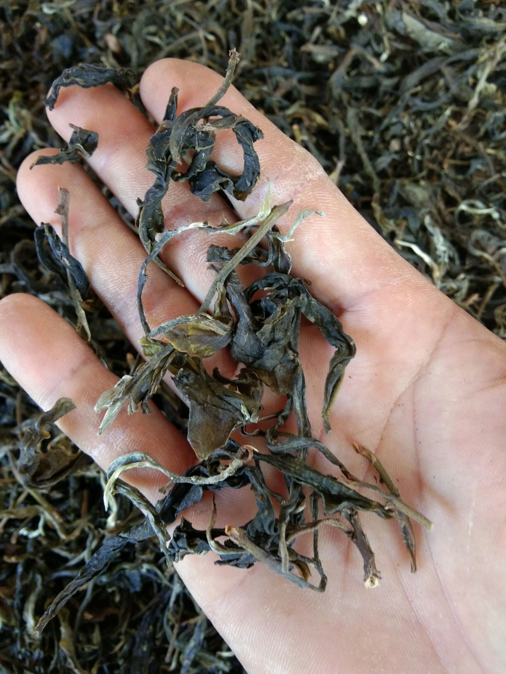 普洱生茶 二级 散装