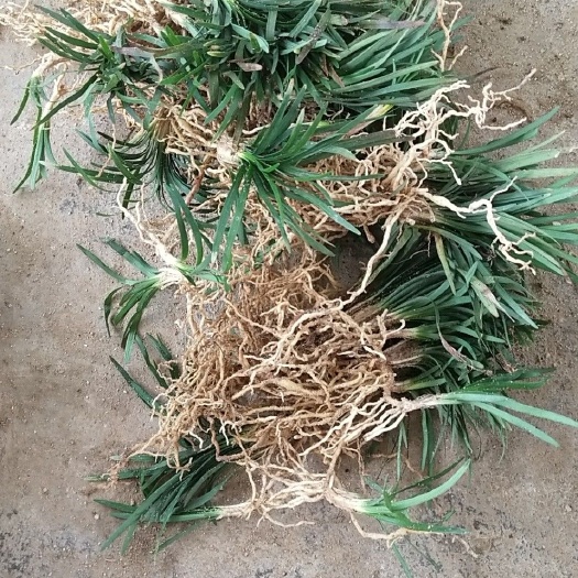 三台县玉龙草