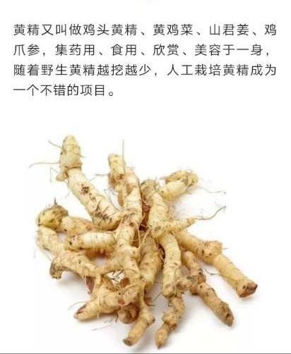 建始县 鸡头黄精新鲜块茎甜黄精种植自产自销