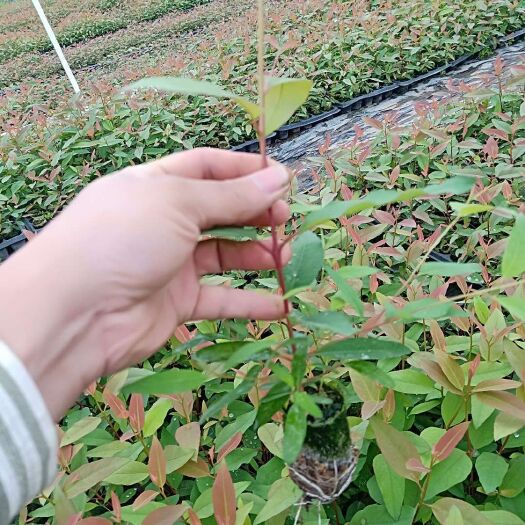 耒阳市桉树苗107预定达5万株起免费送货上门