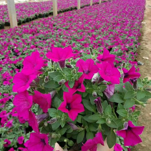 青州市 时令草花，宿根花卉，水生植物，观赏草