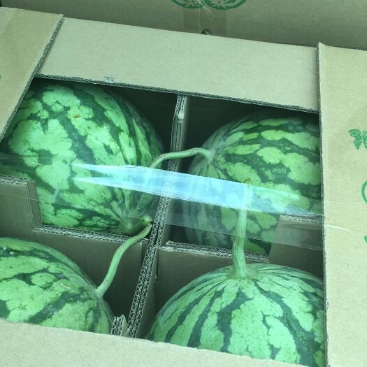 太康县麒麟西瓜 冰糖麒麟瓜大量上市