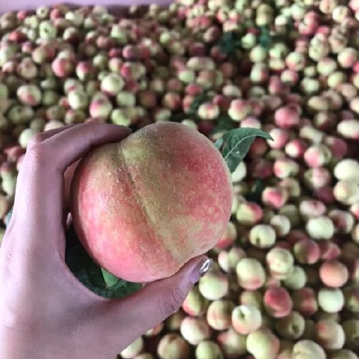 费县 早凤王毛桃  原产直供  量大价低  地点 停车交通方便