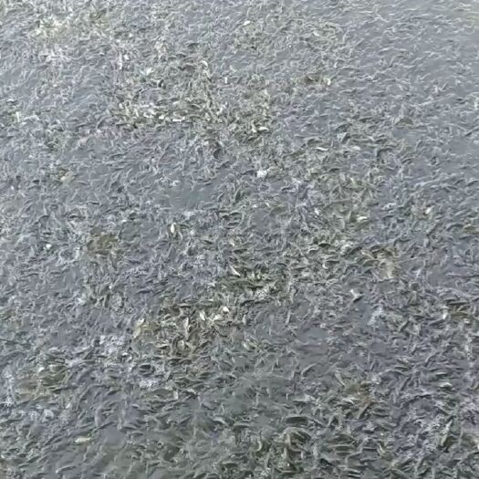 成都 出售鲫鱼苗一斤500尾左右，一斤花鲢14尾左右，白鲢40尾
