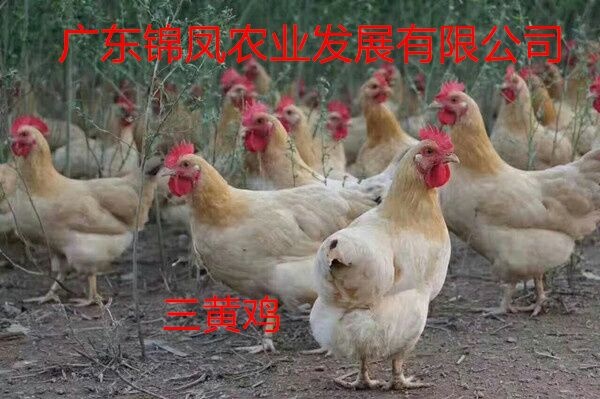 高州市三黄鸡苗 三黄鸡