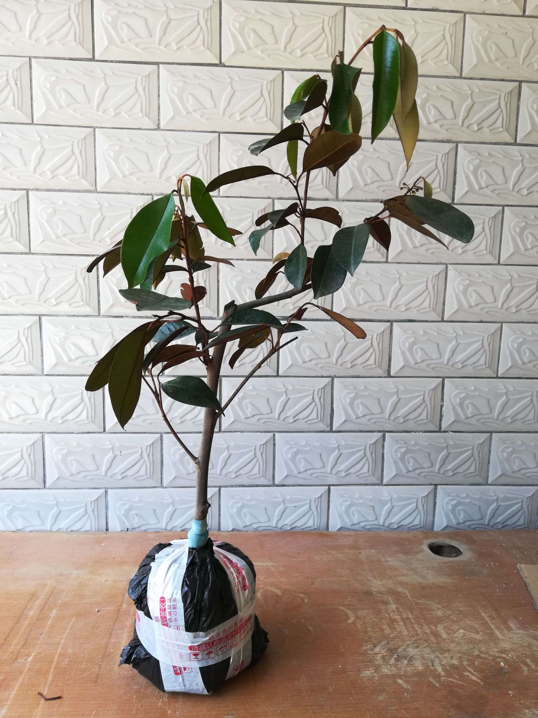 牛奶果苗 嫁接苗 挂果快