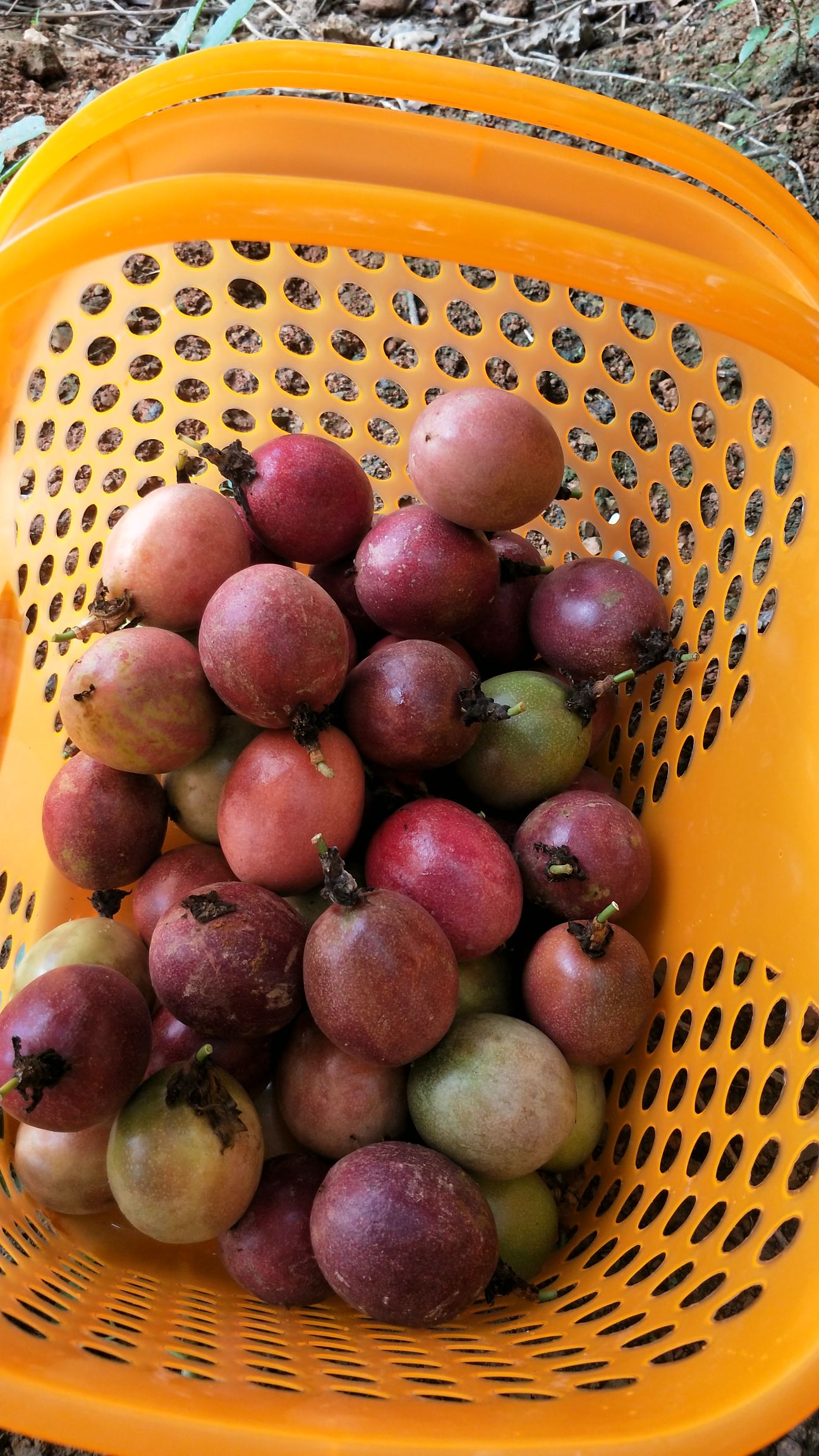  百香果，紫红色百香果